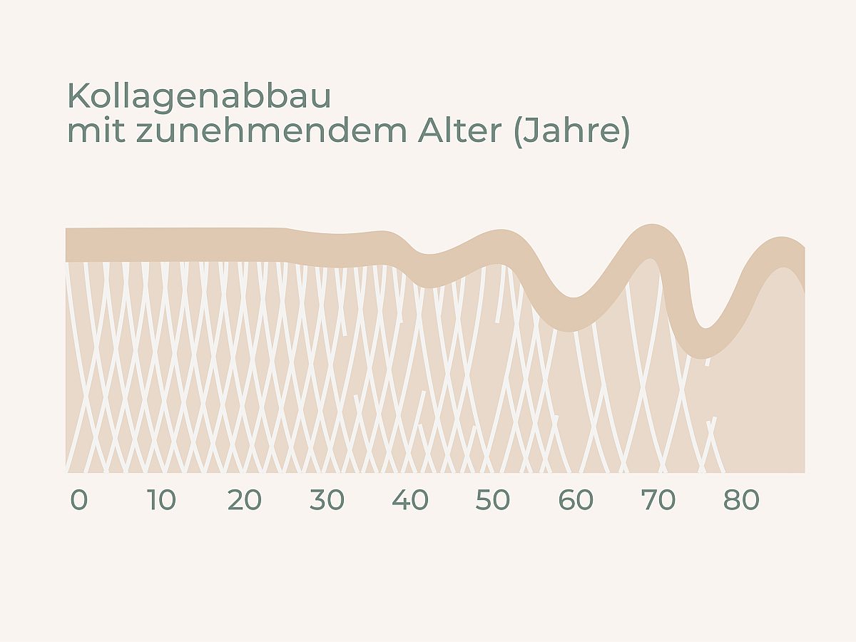 Grafische Darstellung der oberen Hautpartie mit dem Kollagenabbau bei zunehmendem Alter