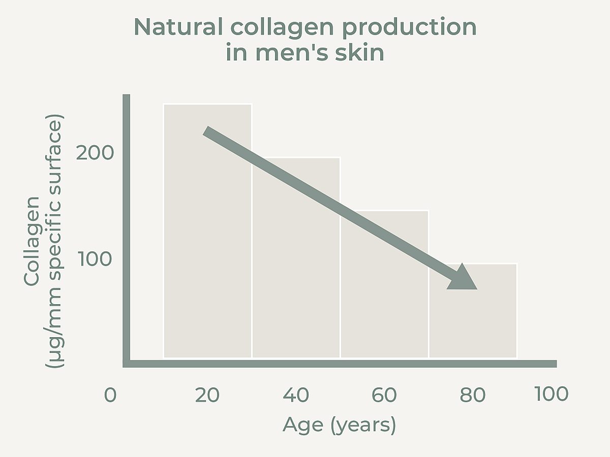 Graphic illustration of collagen production in the skin of men with increasing age
